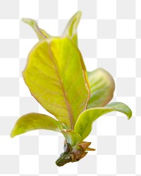 Leaf bud png sticker, transparent background