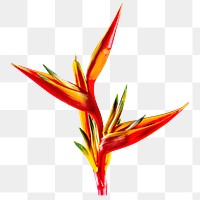 Png Bird of paradise flower sticker, transparent background
