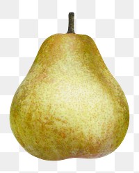 Pear fruit png sticker, transparent background