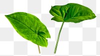 Png Dieffenbachia Seguine leaf sticker, transparent background