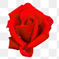 Red rose png sticker, transparent background