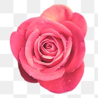 Pink rose png sticker, transparent background