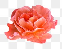 Orange rose png sticker, transparent background