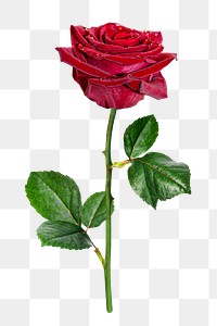 Red rose png sticker, transparent | Premium PNG - rawpixel