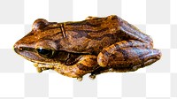 Frog png animal sticker, transparent background