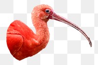 Scarlet Ibis bird png sticker, transparent background