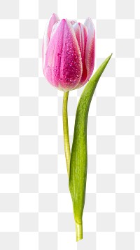 Pink tulip png flower sticker, transparent background