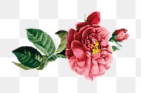 Peony illustration png sticker, vintage illustration transparent background