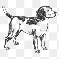 Beagle dog png sticker, black & white illustration, transparent background