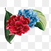 Hydrangea flower png sticker, vintage illustration transparent background