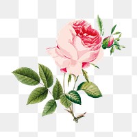 Rose illustration png sticker, vintage illustration transparent background