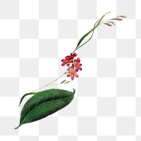 Red flower png sticker,  vintage illustration transparent background