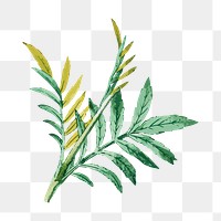 Leaf png sticker, vintage illustration transparent background