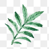 Vintage leaf png illustration sticker, transparent background