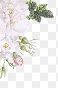 Wild rose png border, transparent background