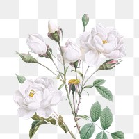 White rose illustration png sticker, transparent background