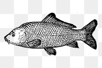 Fish png  illustration, transparent background. Free public domain CC0 image.