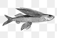 Vintage fish png  illustration, transparent background. Free public domain CC0 image.