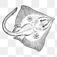 Stingray png sticker, transparent background. Free public domain CC0 image.