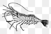 Shrimp png sticker, transparent background. Free public domain CC0 image.