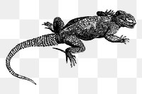Iguana png sticker, transparent background. Free public domain CC0 image.