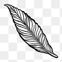 Leaf png sticker, transparent background. Free public domain CC0 image.