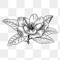 Flower png sticker, transparent background. Free public domain CC0 image.