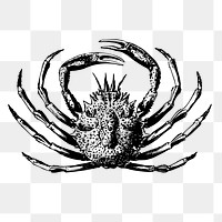 King crab png  illustration, transparent background. Free public domain CC0 image.