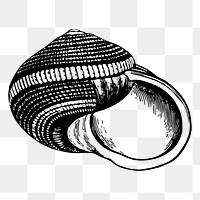 Seashell png sticker, transparent background. Free public domain CC0 image.