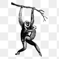 Mother gibbon png  illustration, transparent background. Free public domain CC0 image.