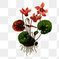 Flower png sticker, transparent background. Free public domain CC0 image.