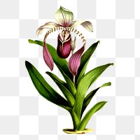 Flower png sticker, transparent background. Free public domain CC0 image.