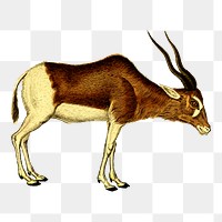 Antelope png  illustration, transparent background. Free public domain CC0 image.