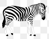 Zebra png sticker, transparent background. Free public domain CC0 image.