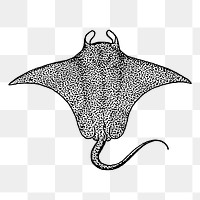 Stingray png sticker, transparent background. Free public domain CC0 image.