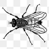 Fly png sticker, transparent background. Free public domain CC0 image.