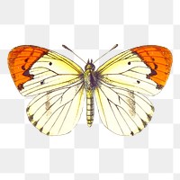 Butterfly png sticker, transparent background. Free public domain CC0 image.