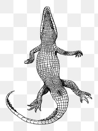 Alligator png sticker, transparent background. Free public domain CC0 image.