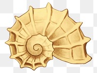 Shell png sticker, transparent background. Free public domain CC0 image.