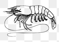 Shrimp png sticker, transparent background. Free public domain CC0 image.