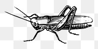 Grasshopper png sticker, transparent background. Free public domain CC0 image.