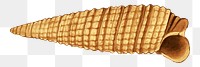 PNG Conch clipart, transparent background. Free public domain CC0 image.