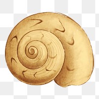 Moon shell png sticker, transparent background. Free public domain CC0 image.