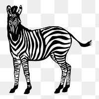 Zebra png sticker, transparent background. Free public domain CC0 image.