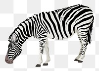 Zebra png sticker, transparent background. Free public domain CC0 image.