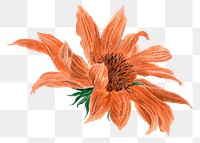 Orange Autumn flower png sticker, transparent background