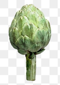 Artichoke vegetable png sticker, transparent background