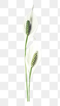 White Anthurium png sticker, transparent background