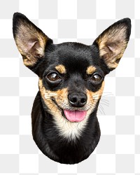 Black chihuahua dog png sticker, transparent background