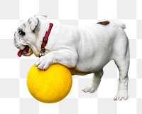 Bulldog playing  ball png sticker, transparent background